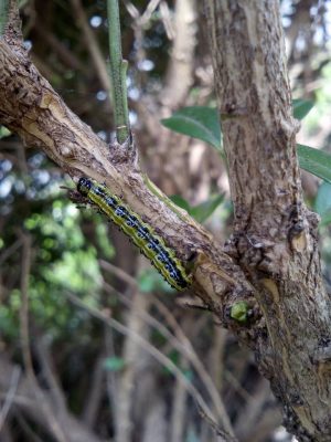 Vijačka krušpánová